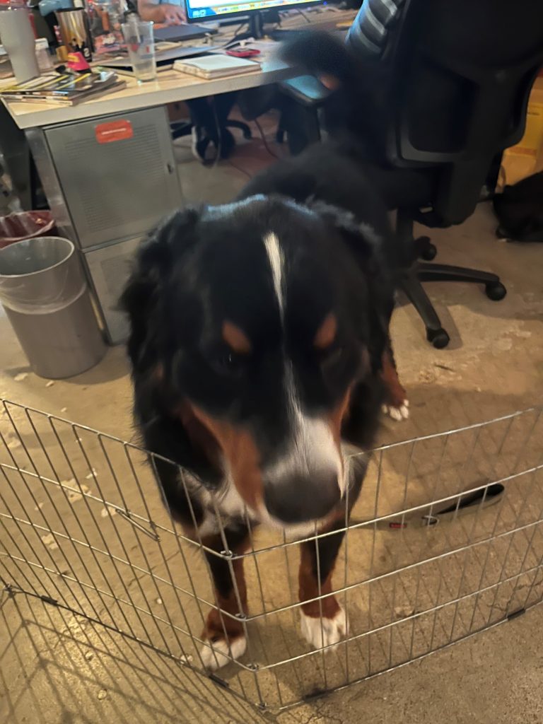 Dog in the office